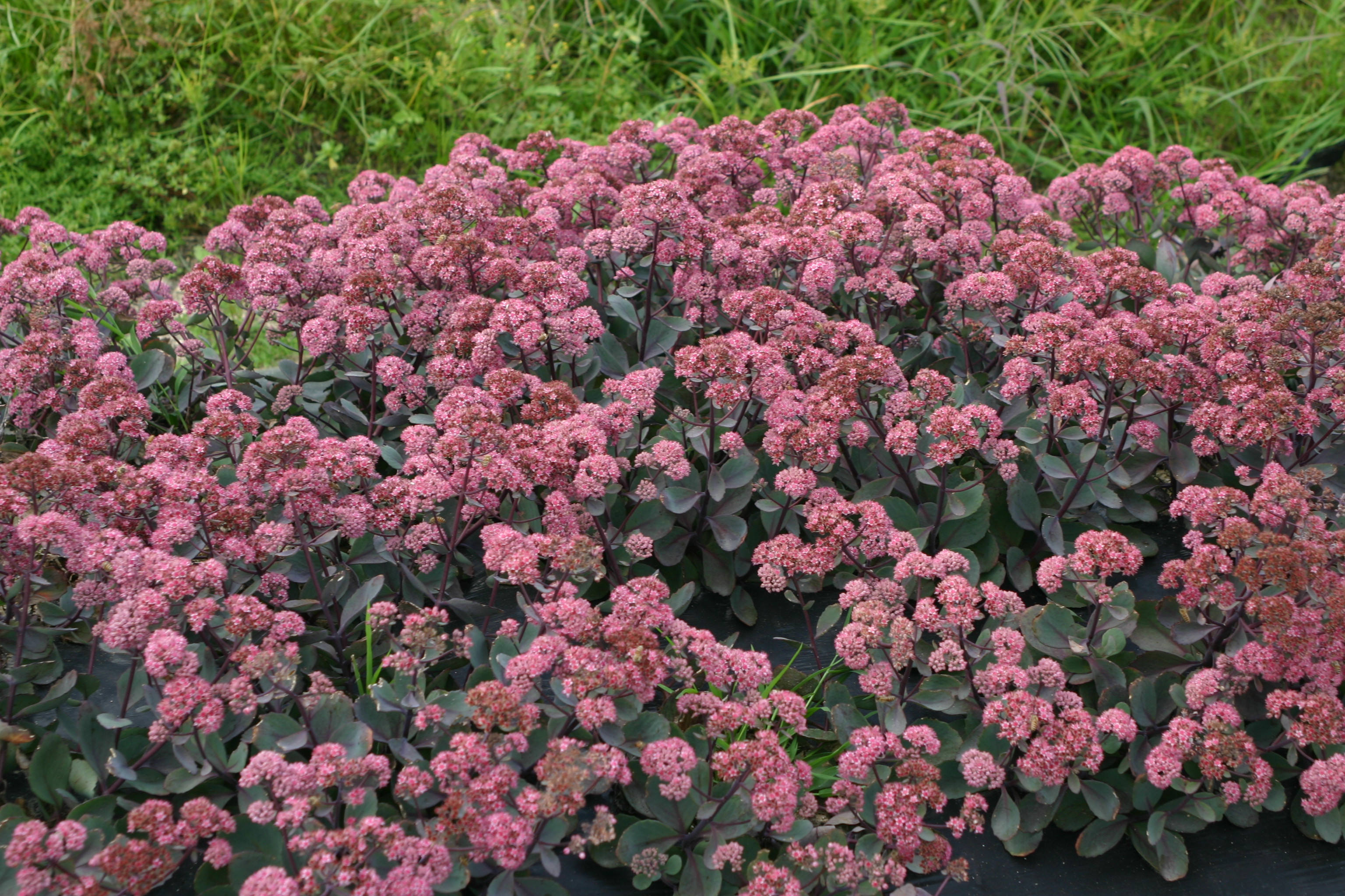 Sedum telephium 'Red Cauli'